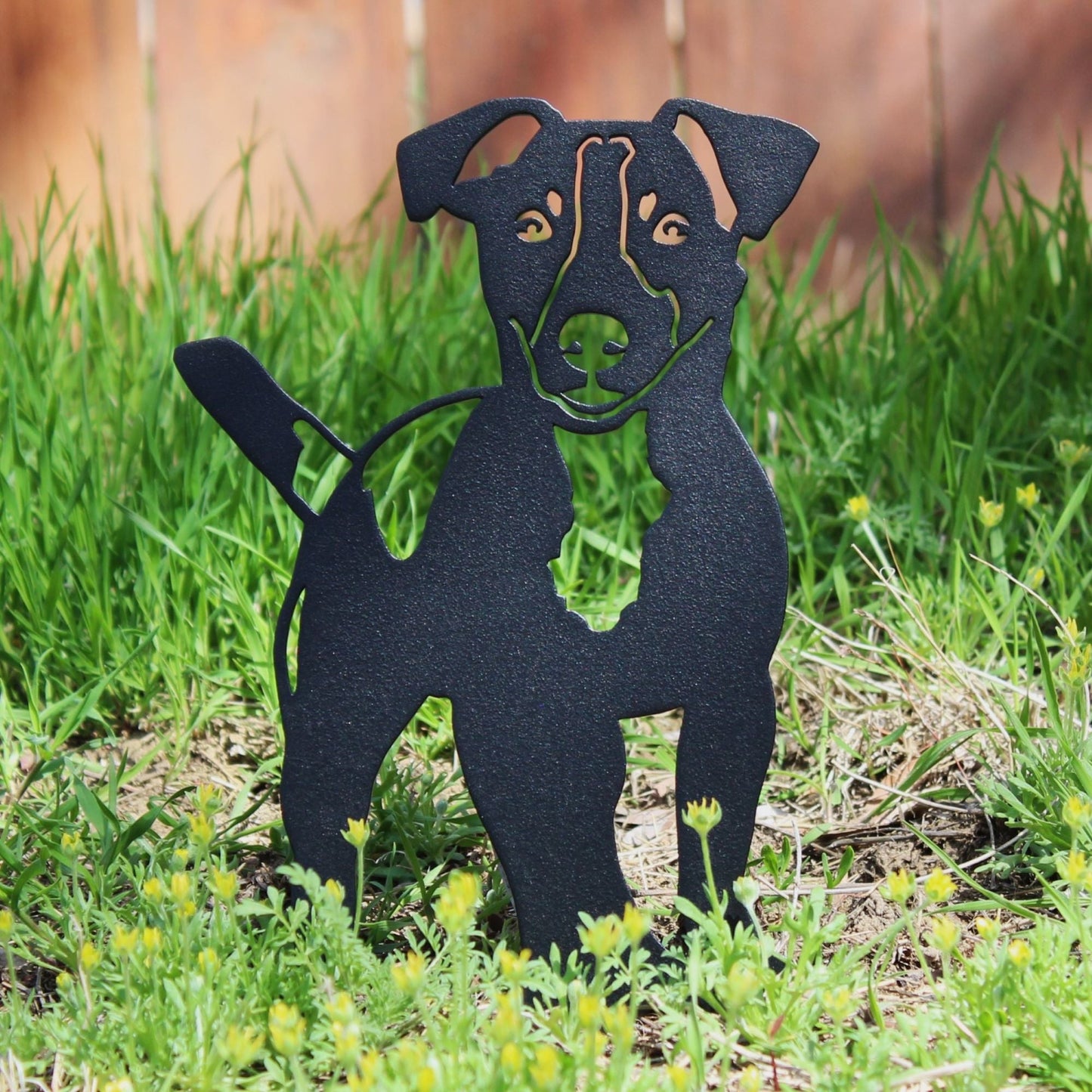Jack Russell Terrier