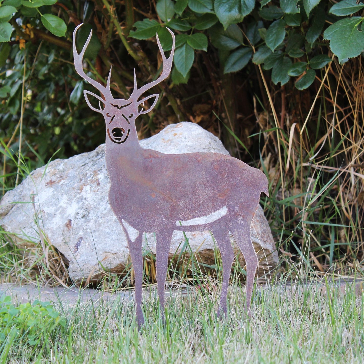 Deer - Buck