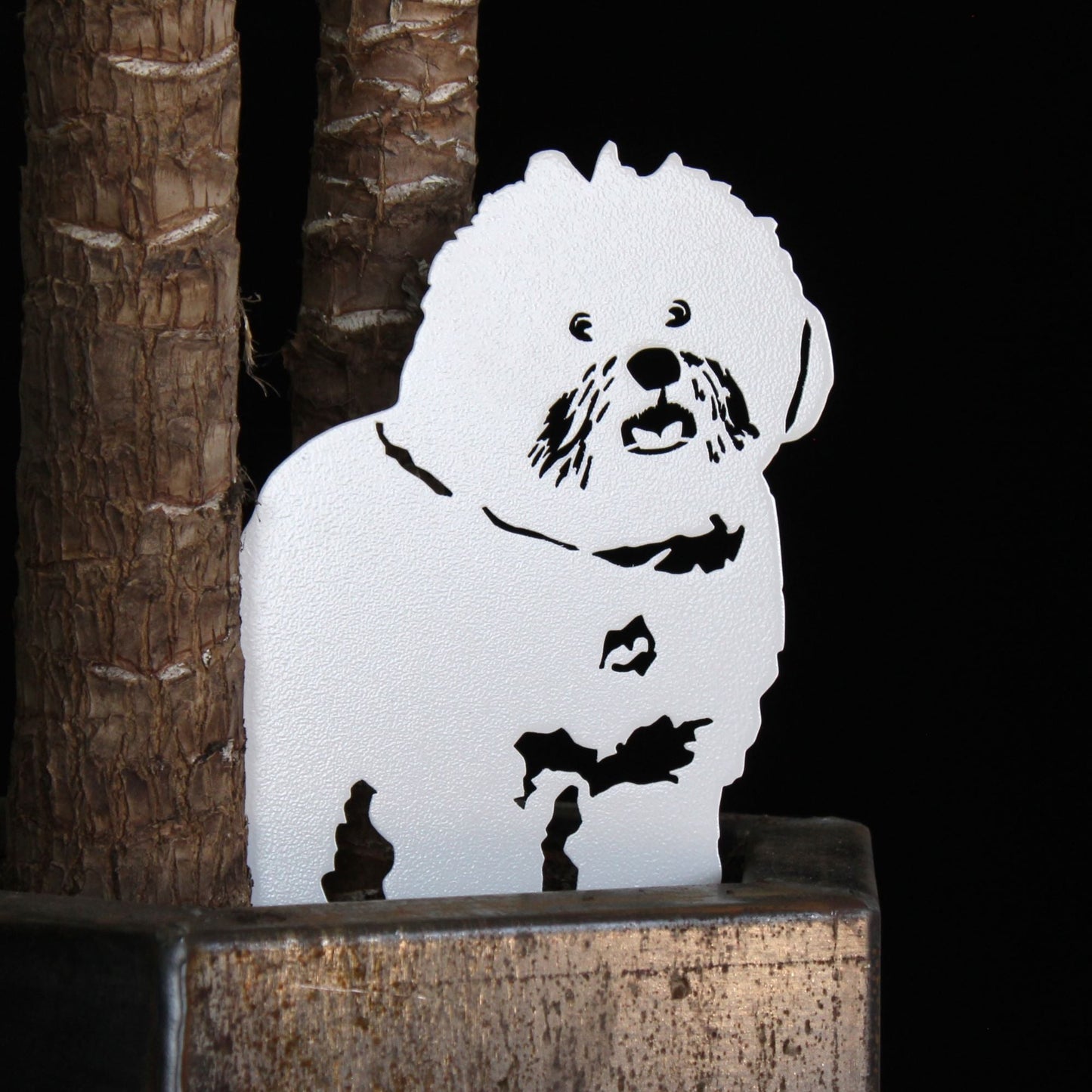 Bichon Frise