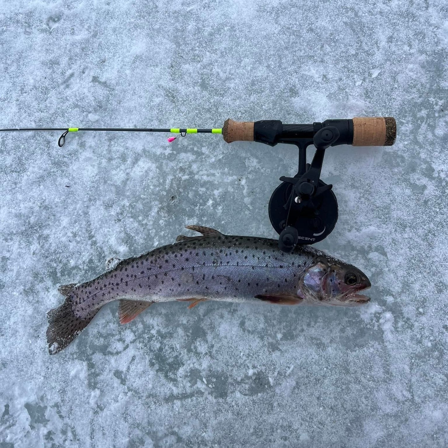 Ice Breaker